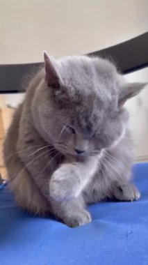 grey british short hair cat portrait in playful mood