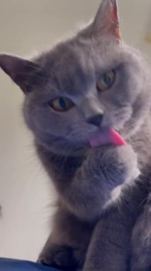 grey british short hair cat portrait in playful mood