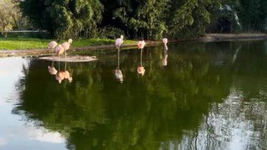 Afrikalı flamingolar gölette suda yürüyorlar.