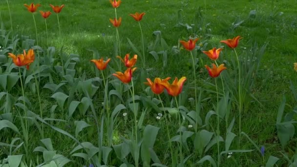 Coloridos Tulipanes Florecientes Flores Campo Primavera — Vídeo de stock