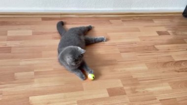 grey british short hair cat portrait in playful mood