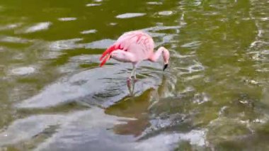 Suyun içinde yürüyen Afrika flamingosunun yakın plan portresi.