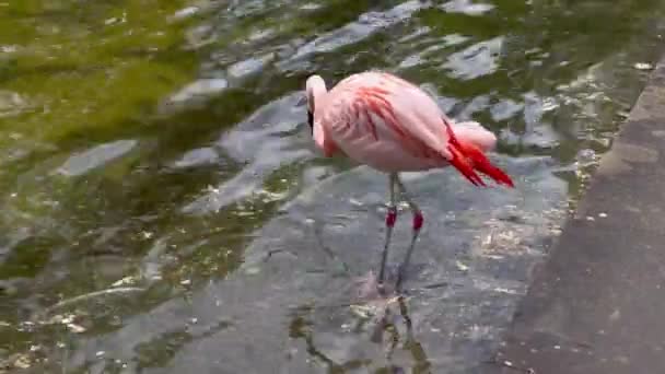 Närbild Porträtt Afrikansk Flamingo Promenader Runt Vatten — Stockvideo