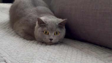 grey british short hair cat portrait in playful mood