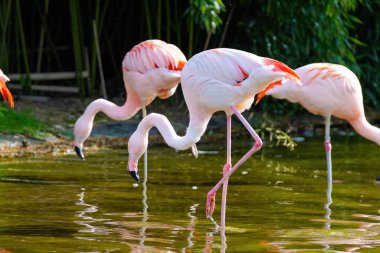 Suda yürüyen Afrika flamingosunun yakın plan portresi.