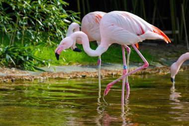 Suda yürüyen Afrika flamingosunun yakın plan portresi.