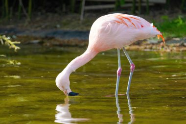 Suda yürüyen Afrika flamingosunun yakın plan portresi.