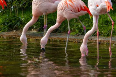 Suda yürüyen Afrika flamingosunun yakın plan portresi.