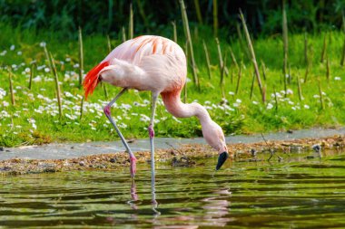 Suda yürüyen Afrika flamingosunun yakın plan portresi.