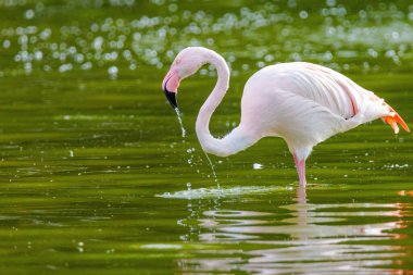 Suda yürüyen Afrika flamingosunun yakın plan portresi.