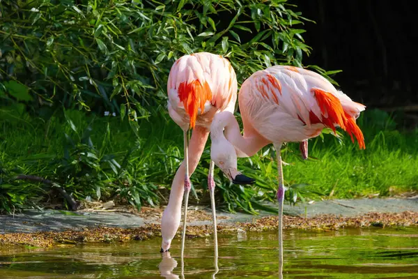 Suda yürüyen Afrika flamingosunun yakın plan portresi.