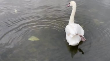beautiful white swan floating on calm water lake