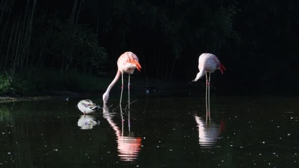 Close Portret Van Een Afrikaanse Flamingo Die Rondloopt Het Water — Stockvideo