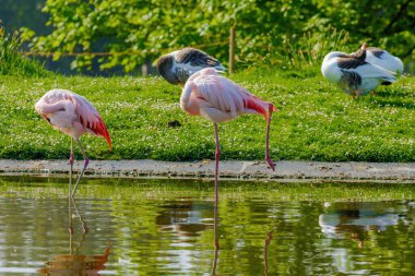 Suda yürüyen Afrika flamingosunun yakın plan portresi.