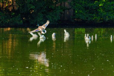 Vahşi ördek parkta uçuyor, vahşi hayvanlar