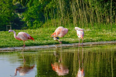 Suda yürüyen Afrika flamingosunun yakın plan portresi.