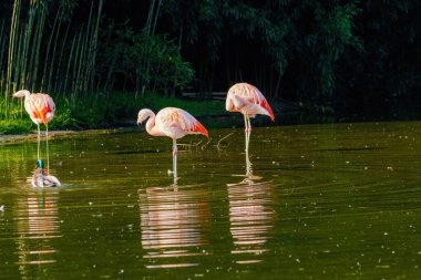 Suda yürüyen Afrika flamingosunun yakın plan portresi.