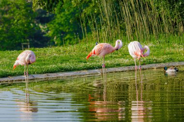 Suda yürüyen Afrika flamingosunun yakın plan portresi.