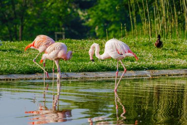 Suda yürüyen Afrika flamingosunun yakın plan portresi.