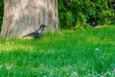 Karga leşi (Corvus corone) kara kuş yere tünedi