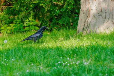 Karga leşi (Corvus corone) kara kuş yere tünedi