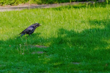 Karga leşi (Corvus corone) kara kuş yere tünedi