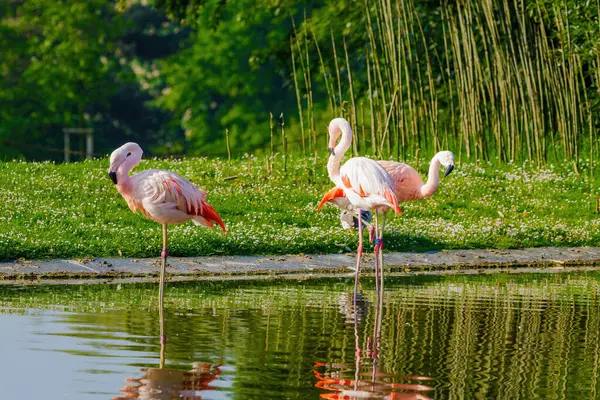 Suda yürüyen Afrika flamingosunun yakın plan portresi.