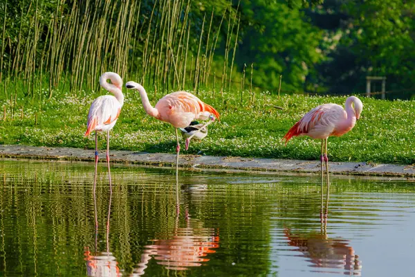 Suda yürüyen Afrika flamingosunun yakın plan portresi.