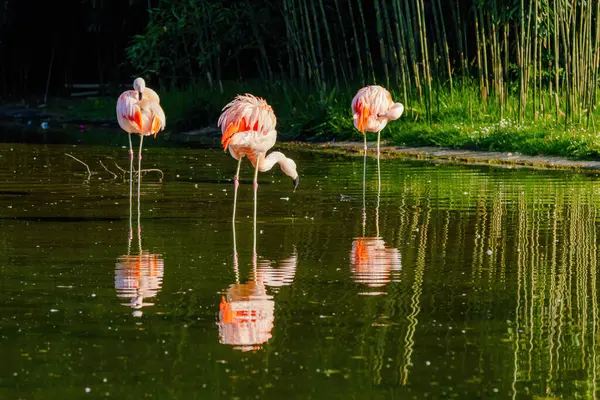Close Portret Van Afrikaanse Flamingo Wandelen Water Stockafbeelding