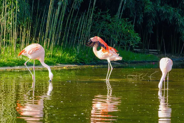 Close Portret Van Afrikaanse Flamingo Wandelen Water Rechtenvrije Stockafbeeldingen