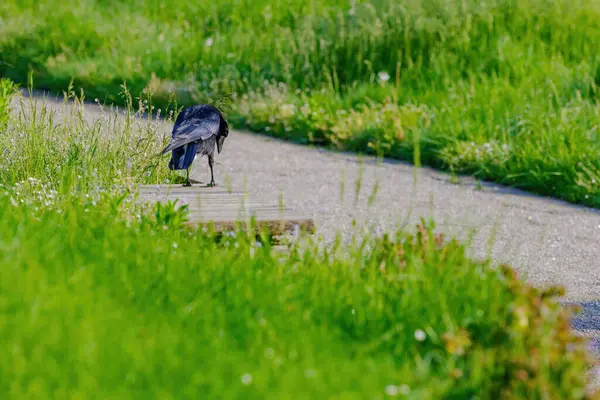 Mrchožrout Corvus Corone Černý Pták Sedící Zemi Royalty Free Stock Obrázky
