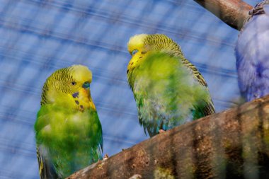 Budgerigar, dala tüneyen, renkli kuşlar, küçük