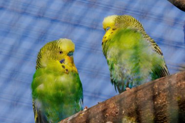 Budgerigar, dala tüneyen, renkli kuşlar, küçük