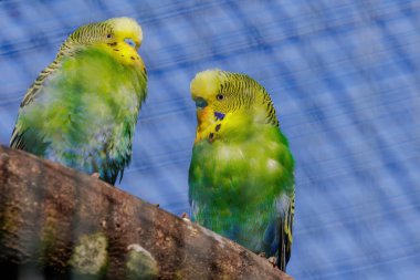 Budgerigar, dala tüneyen, renkli kuşlar, küçük