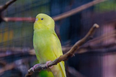 Sarı ve yeşil bir muhabbet kuşu bir dala tünemiştir. Kuşun sarı bir kafası ve yeşil bir vücudu vardır.