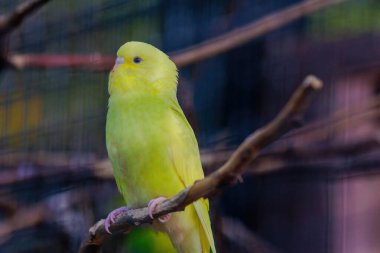 Sarı ve yeşil bir muhabbet kuşu bir dala tünemiştir. Kuşun sarı bir kafası ve yeşil bir vücudu vardır.