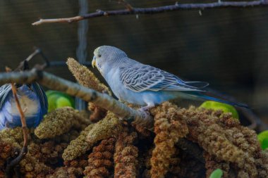 Mavi ve sarı bir muhabbet kuşu bir dala tünemiştir. Kuşun yüzünde tuhaf bir ifade var.