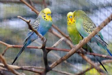 Mavi ve sarı bir muhabbet kuşu bir dala tünemiştir. Kuşun yüzünde tuhaf bir ifade var.