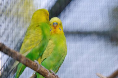 Sarı ve yeşil bir muhabbet kuşu bir dala tünemiştir. Kuşun sarı bir kafası ve yeşil bir vücudu vardır.