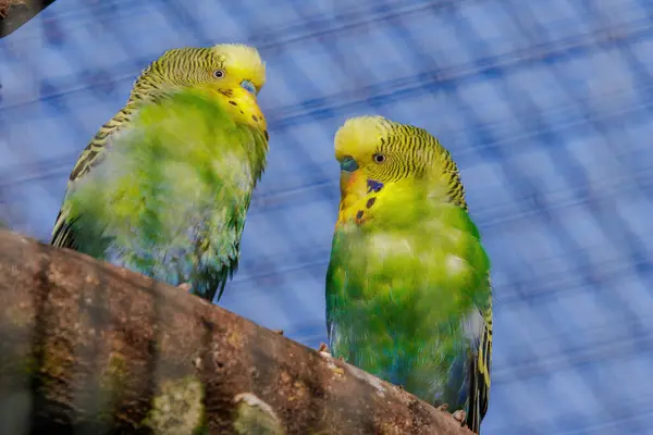 stock image Budgerigar, perching on branch, colorfull birds, small