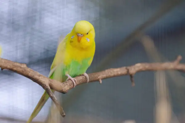 Větvi Usazen Žlutozelený Papoušek Ten Pták Žlutou Hlavu Zelené Tělo Royalty Free Stock Fotografie