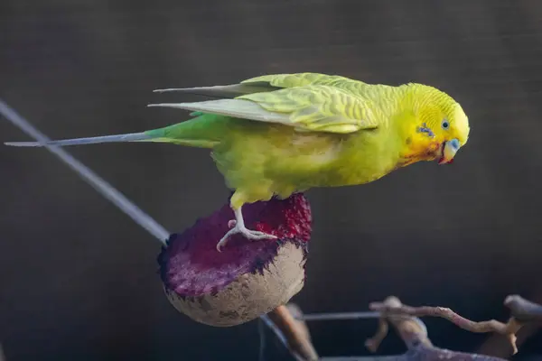 Větvi Usazen Žlutozelený Papoušek Ten Pták Žlutou Hlavu Zelené Tělo Stock Fotografie
