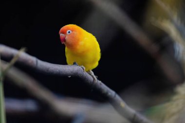 Sarı ve turuncu bir kuş bir dala tünemiştir. Kuş küçük ve parlak bir renge sahip.