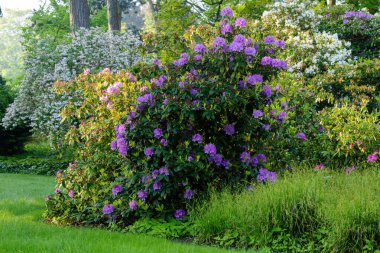 Blossoming Tree in Spring. Spring time in nature with blooming tree