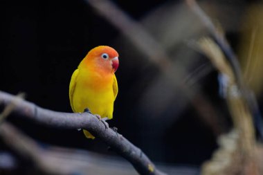 Sarı ve turuncu bir kuş bir dala tünemiştir. Kuş küçük ve parlak bir renge sahip.