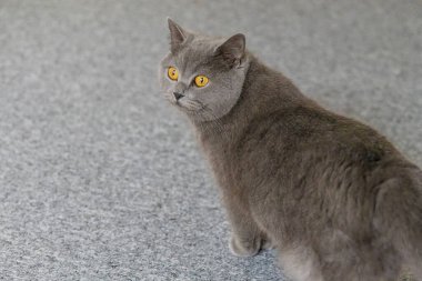 Sarı gözlü gri bir kedi bir halının üzerinde duruyor. Kedi kameraya bakıyor gibi görünüyor.