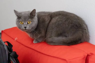 Sarı gözlü gri bir kedi kameraya bakıyor. Kedinin kürkü uzun ve yumuşaktır, yumuşak ve sevimli bir görünüm verir. Merak ve oyun anlayışı