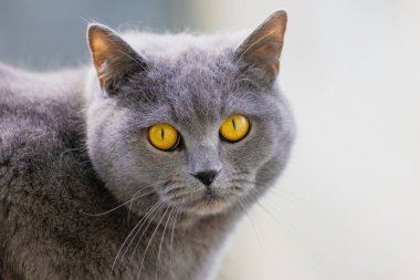 Sarı gözlü gri bir kedi kameraya bakıyor. Kedinin kürkü uzun ve yumuşaktır, yumuşak ve sevimli bir görünüm verir. Merak ve oyun anlayışı