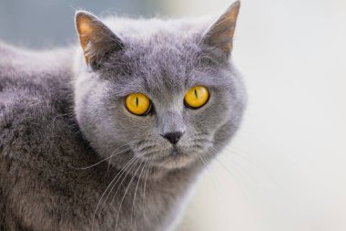 Sarı gözlü gri bir kedi kameraya bakıyor. Kedinin kürkü uzun ve yumuşaktır, yumuşak ve sevimli bir görünüm verir. Merak ve oyun anlayışı