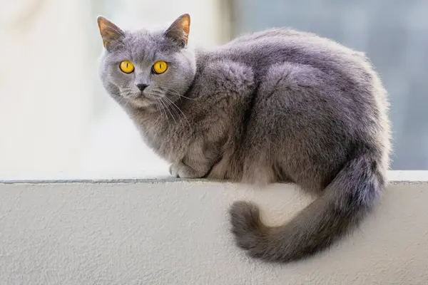 Šedá Kočka Žlutýma Očima Zírá Kamery Kočičí Srst Dlouhá Nadýchaná Stock Snímky